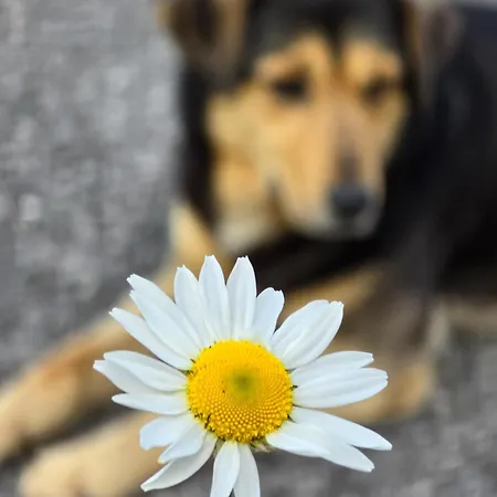 Riverstone Retreat 公寓 亚伊采