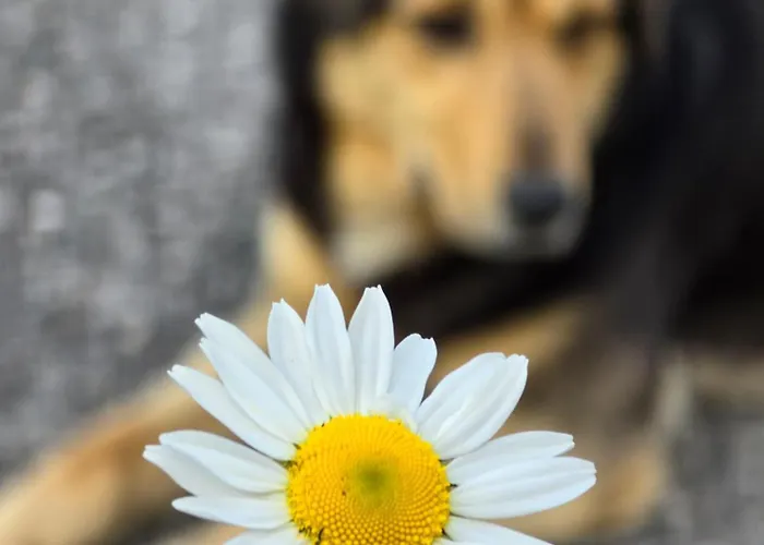 Riverstone Retreat Apartment Jajce